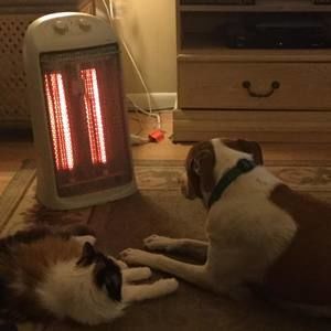 Meet your Posher, Penny